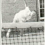 Tennis Star Dick Shipman 5/10/1963