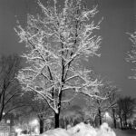 Tree covered in snow on campus, taken 1/16/1967