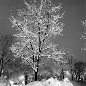 Tree covered in snow on campus, taken 1/16/1967